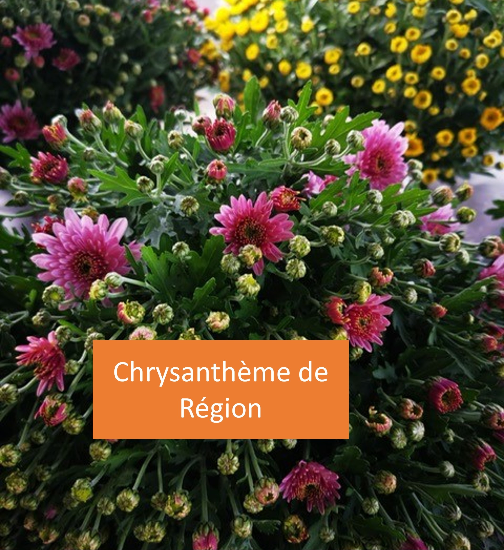 CHRYSANTHEME DE REGION 